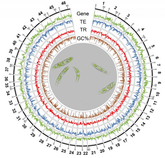 生命与海洋科学学院王江新、赵丽青团队乐成剖析染色体水平的纤细裸藻基因组图谱